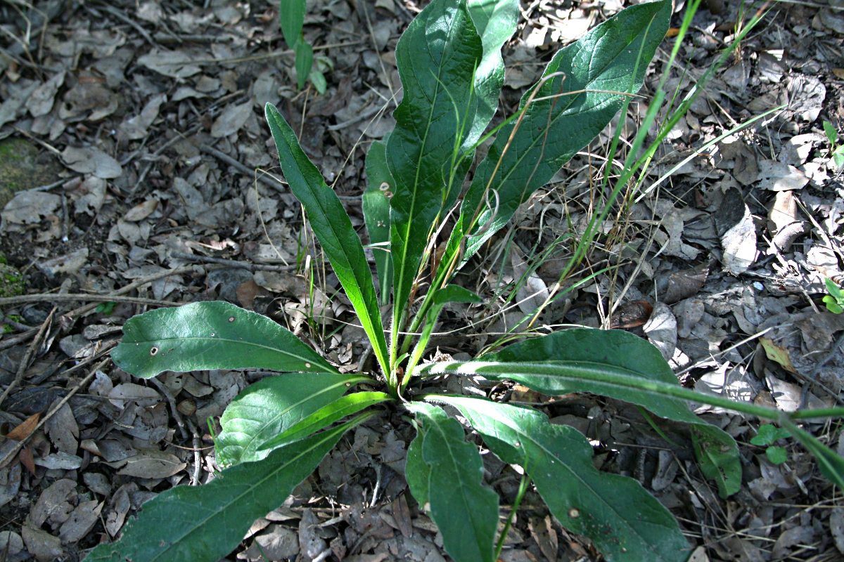 Elephantopus scaber subsp. plurisetus var. plurisetus