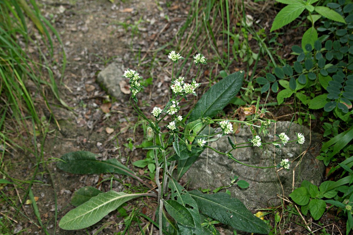 Elephantopus scaber subsp. plurisetus var. plurisetus