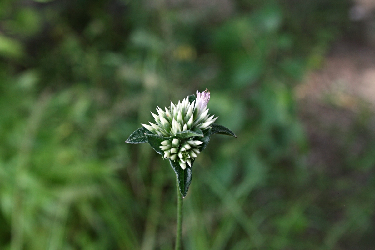 Elephantopus scaber subsp. plurisetus var. plurisetus