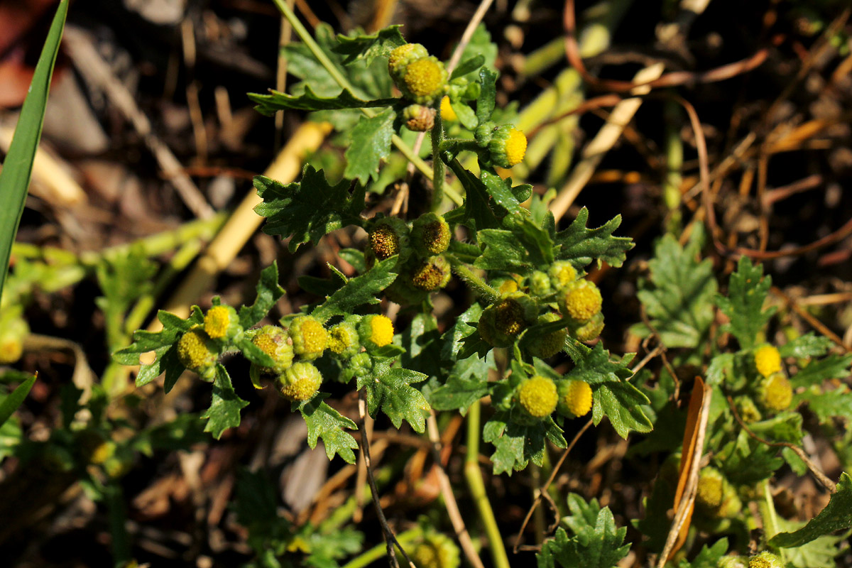 Grangea maderaspatana