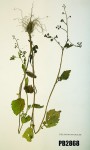 Dichrocephala integrifolia subsp. integrifolia