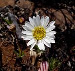 Aster harveyanus subsp. nyikensis