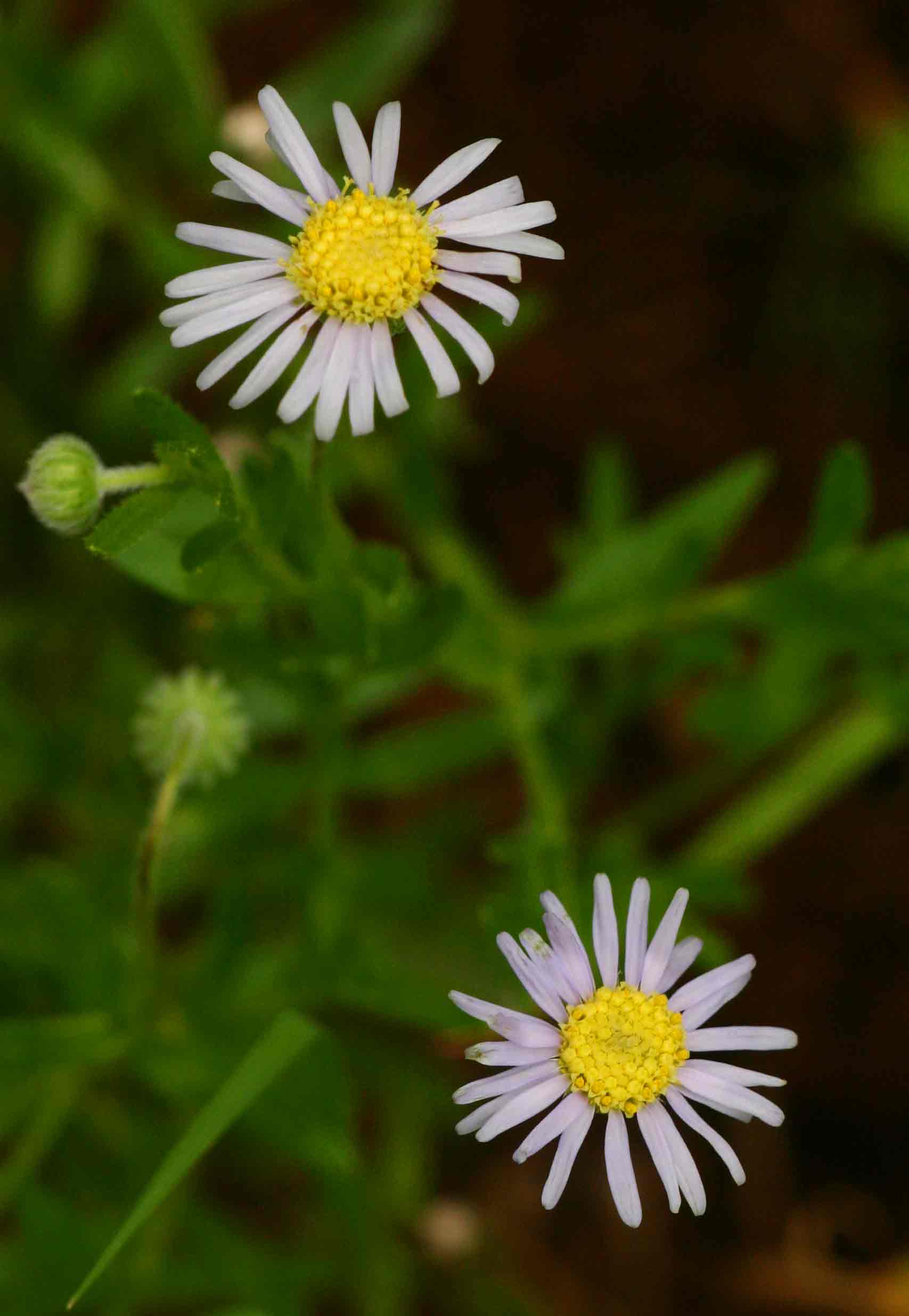 Felicia clavipilosa subsp. clavipilosa