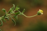 Felicia clavipilosa subsp. transvaalensis