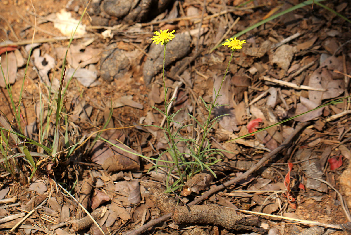 Felicia mossamedensis