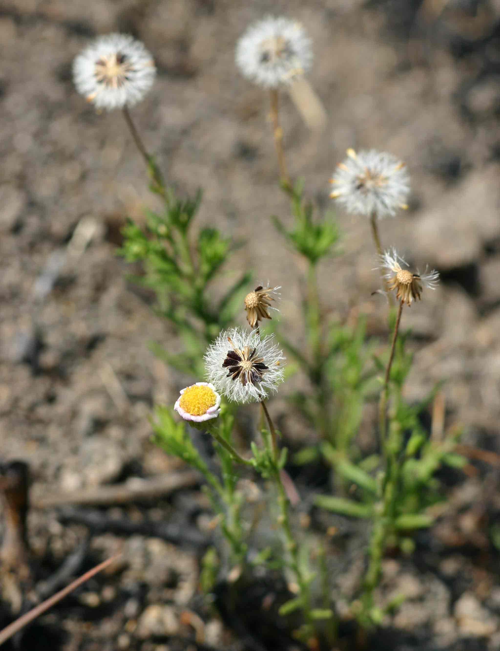 Felicia muricata subsp. muricata