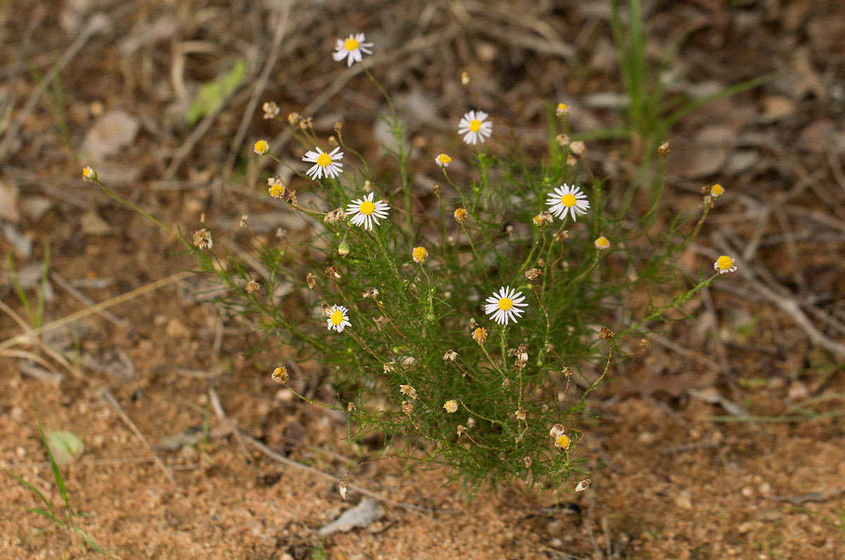 Felicia muricata subsp. muricata