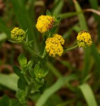 Nidorella auriculata subsp. auriculata