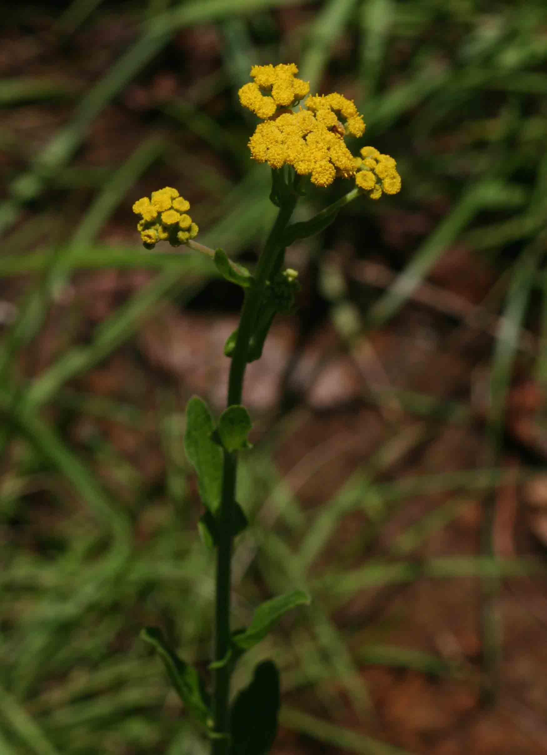 Nidorella auriculata subsp. auriculata