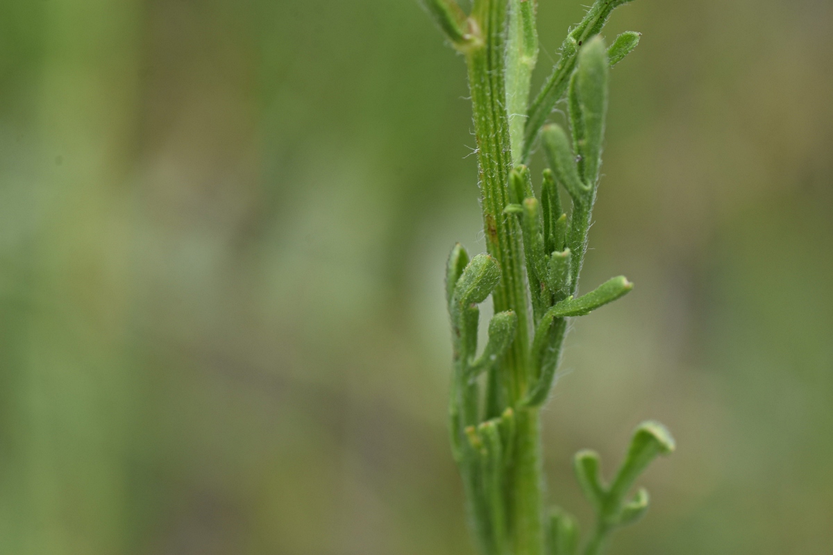 Nidorella resedifolia subsp. resedifolia