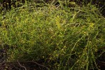 Nidorella resedifolia subsp. microcephala