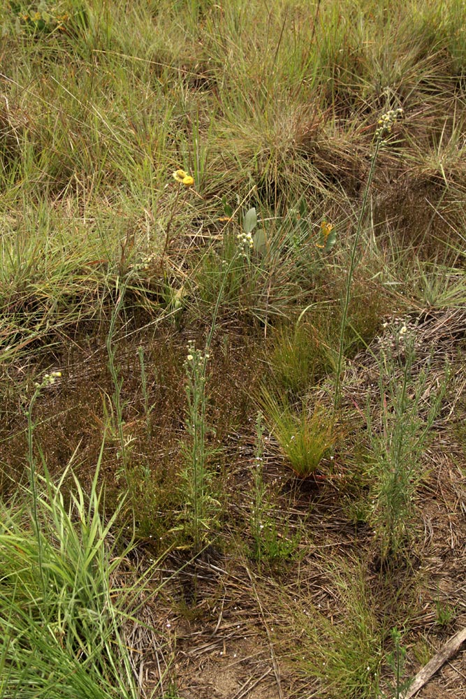Nidorella aegyptiaca Nidorella aegyptiaca