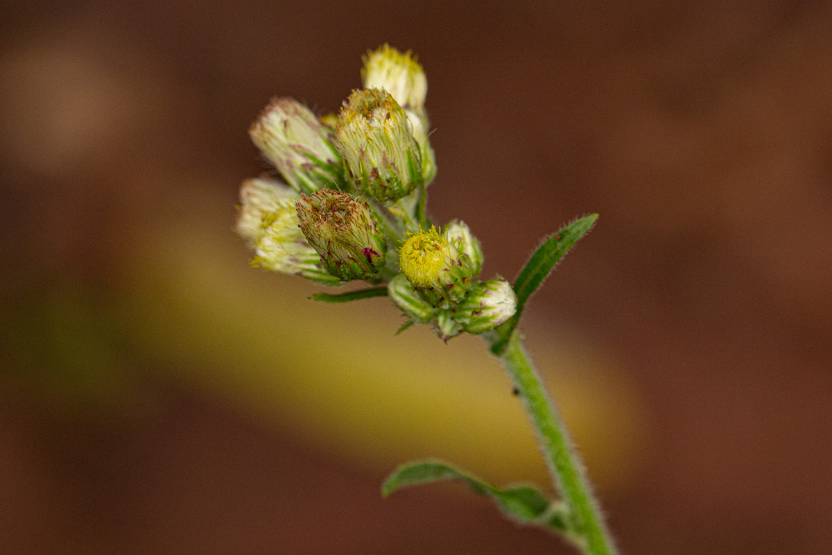 Eschenbachia gouanii Eschenbachia gouanii