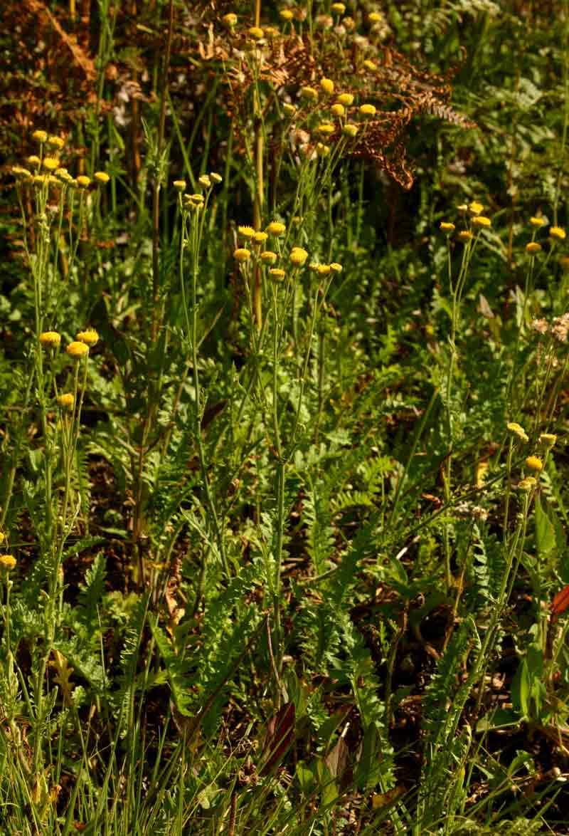 Nidorella pinnata Nidorella pinnata