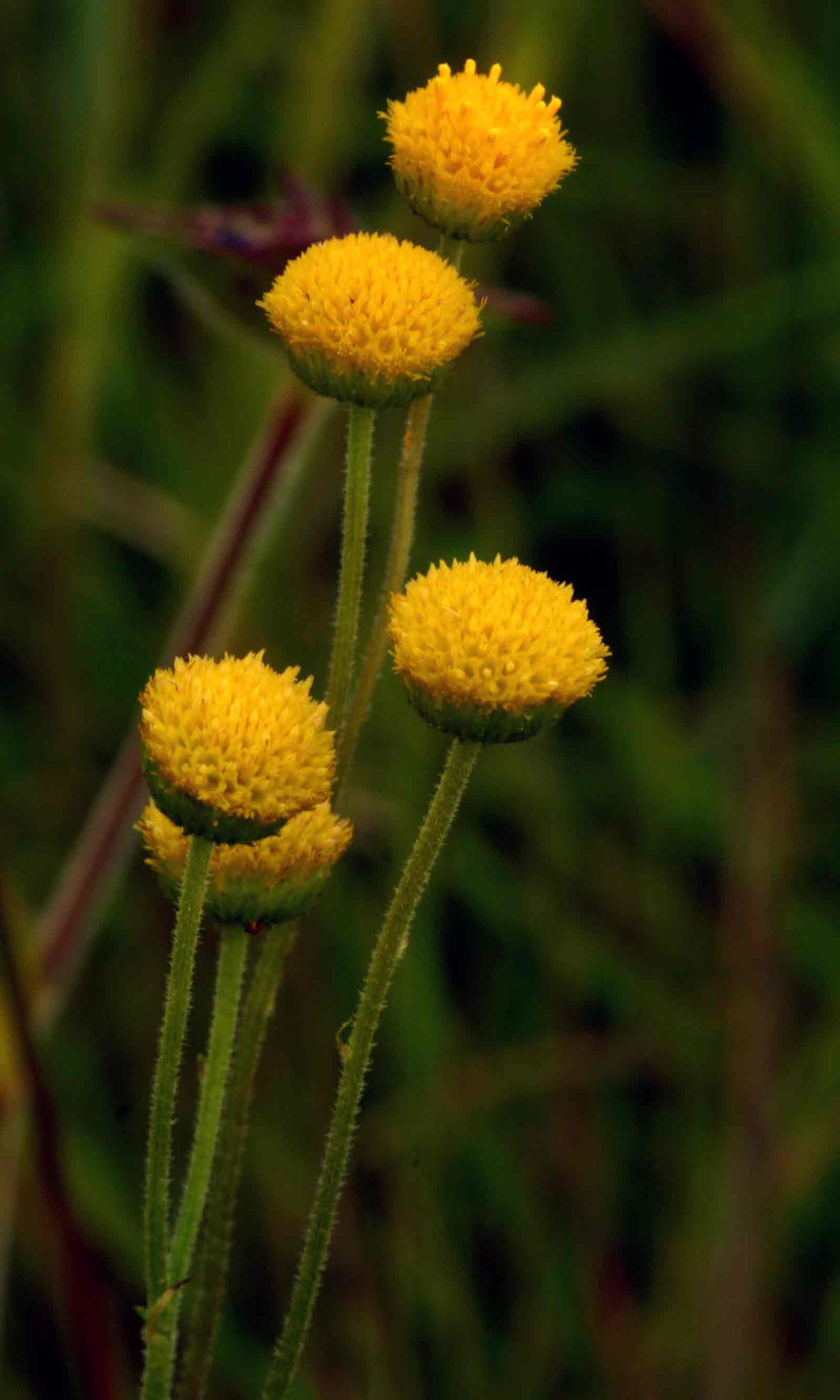 Nidorella pinnata Nidorella pinnata