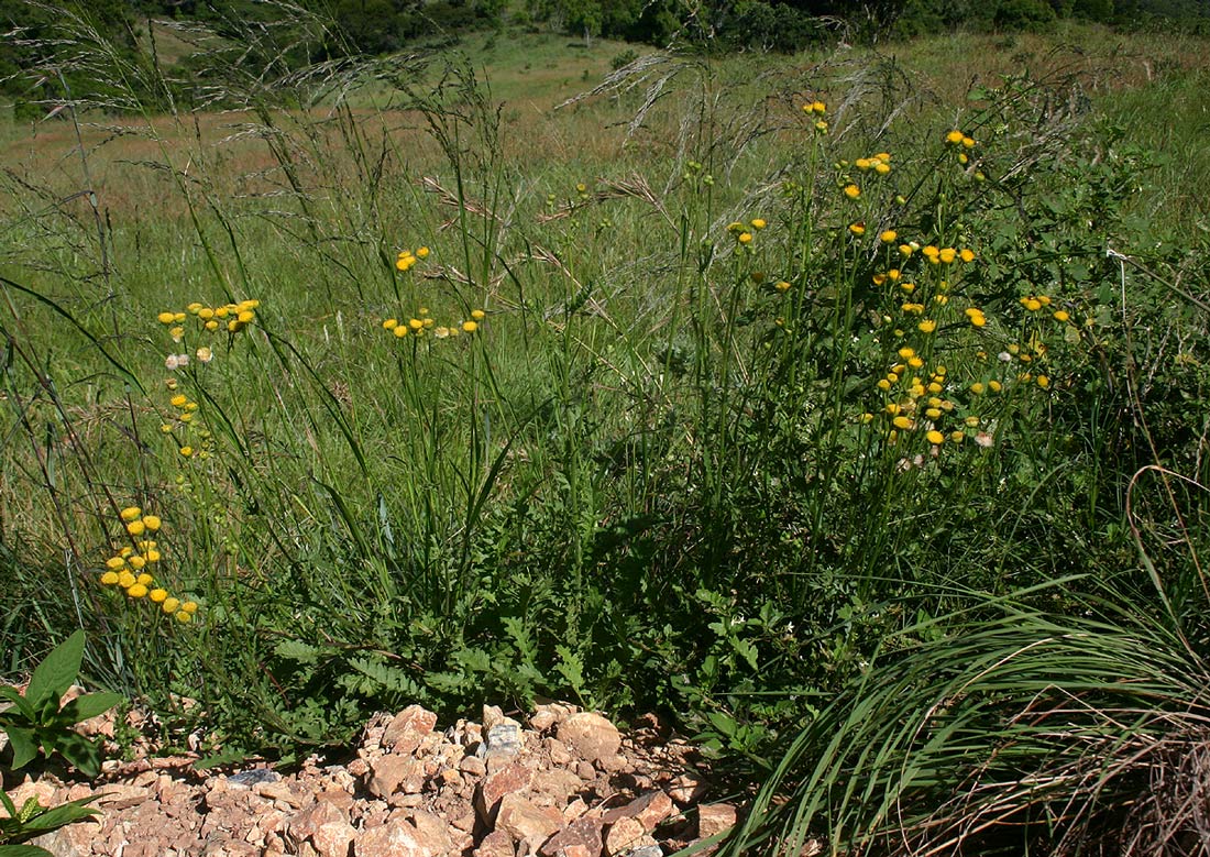 Nidorella pinnata Nidorella pinnata