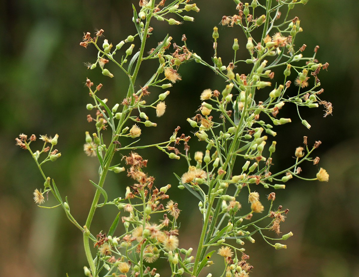 Erigeron sumatrensis Erigeron sumatrensis