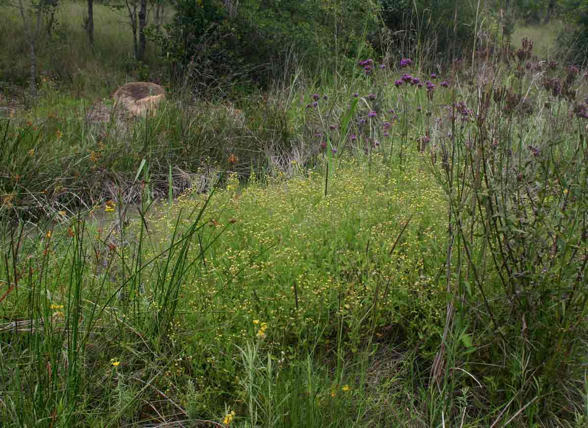 Eschenbachia ulmifolia