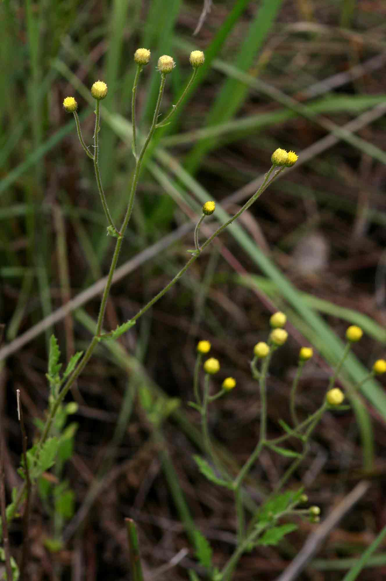 Eschenbachia ulmifolia