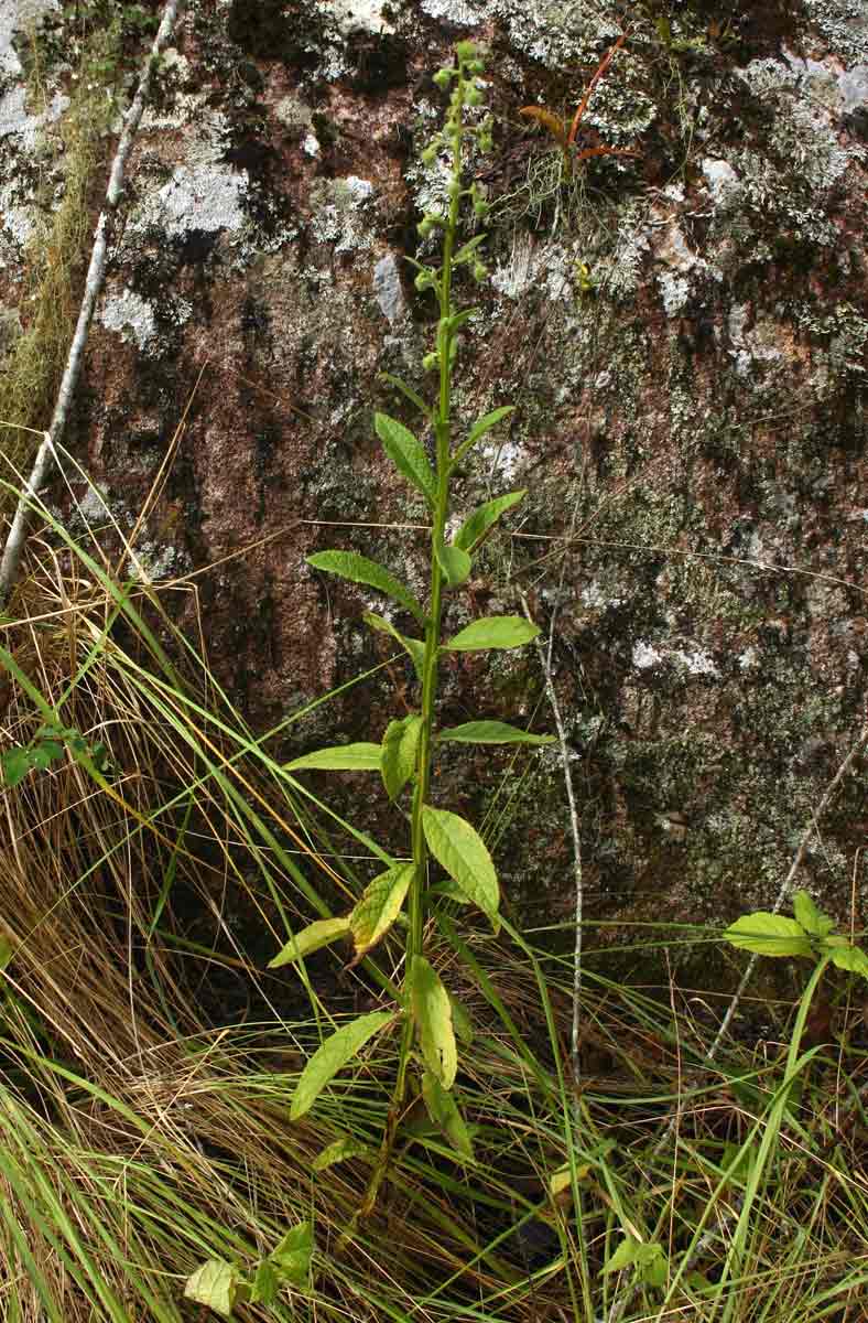 Laggera crispata