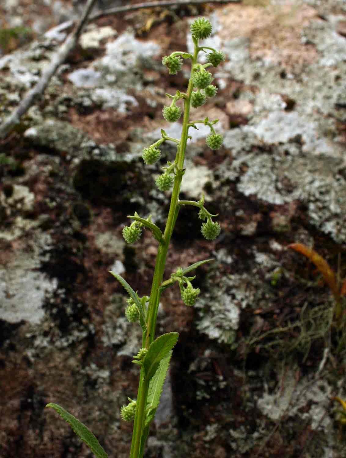 Laggera crispata