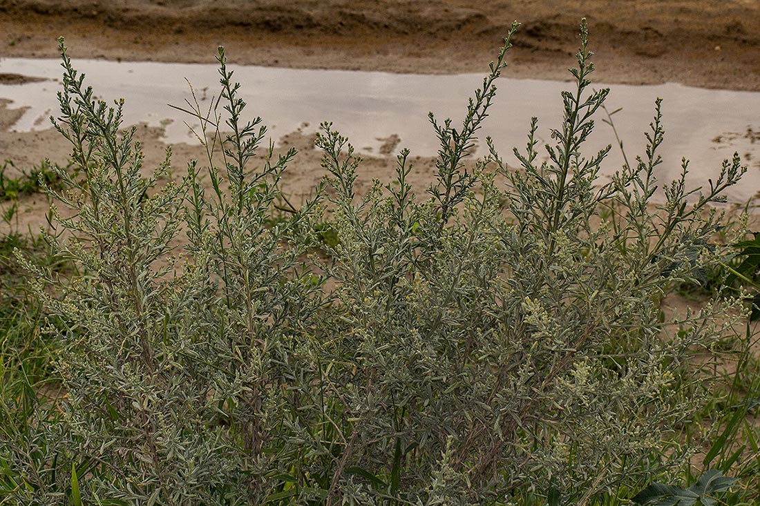 Laggera decurrens Laggera decurrens