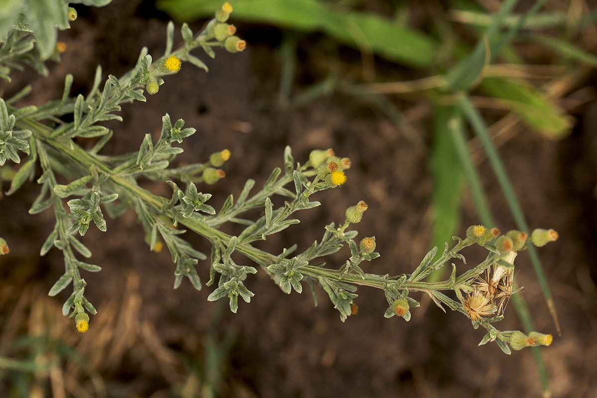 Laggera decurrens Laggera decurrens