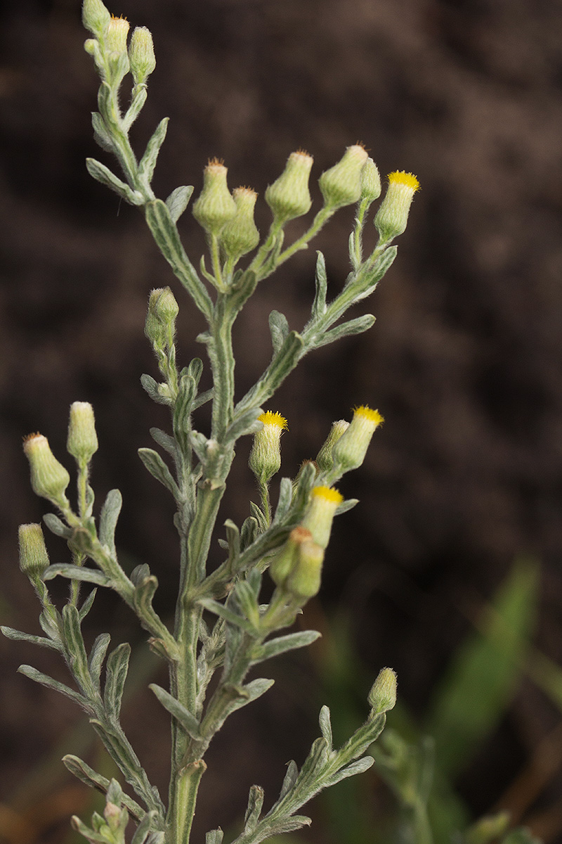 Laggera decurrens Laggera decurrens