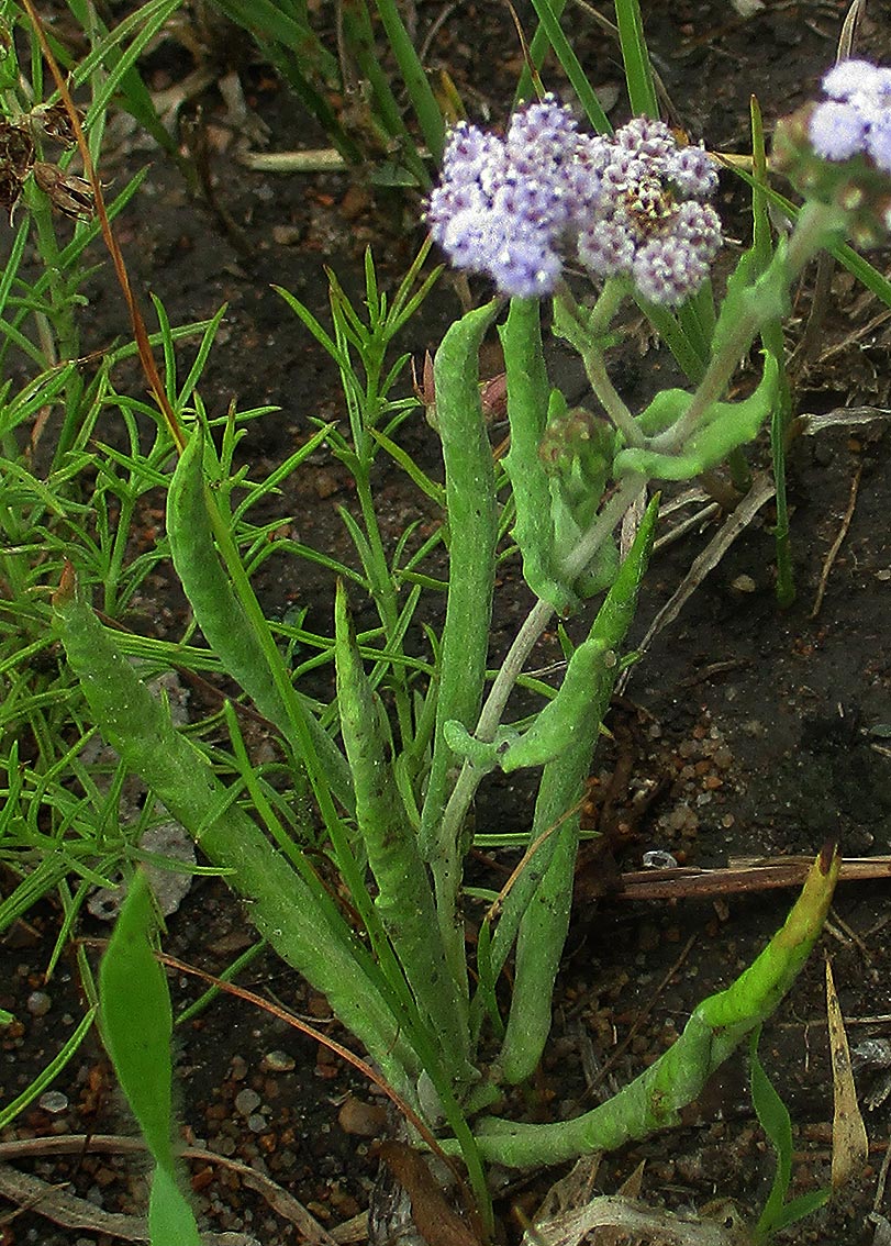 Denekia capensis