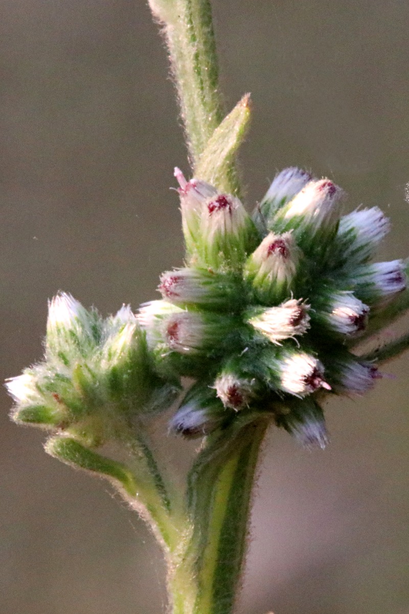 Neojeffreya decurrens