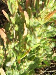 Artemisiopsis villosa