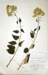 Helichrysum schimperi