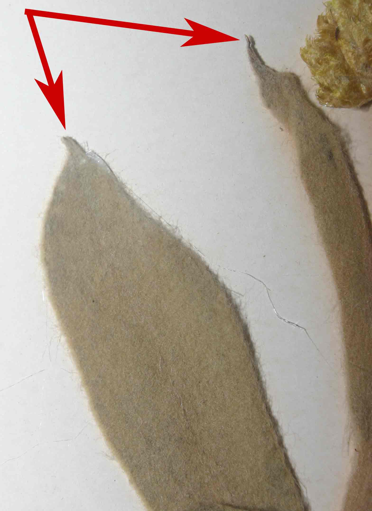 Helichrysum acutatum