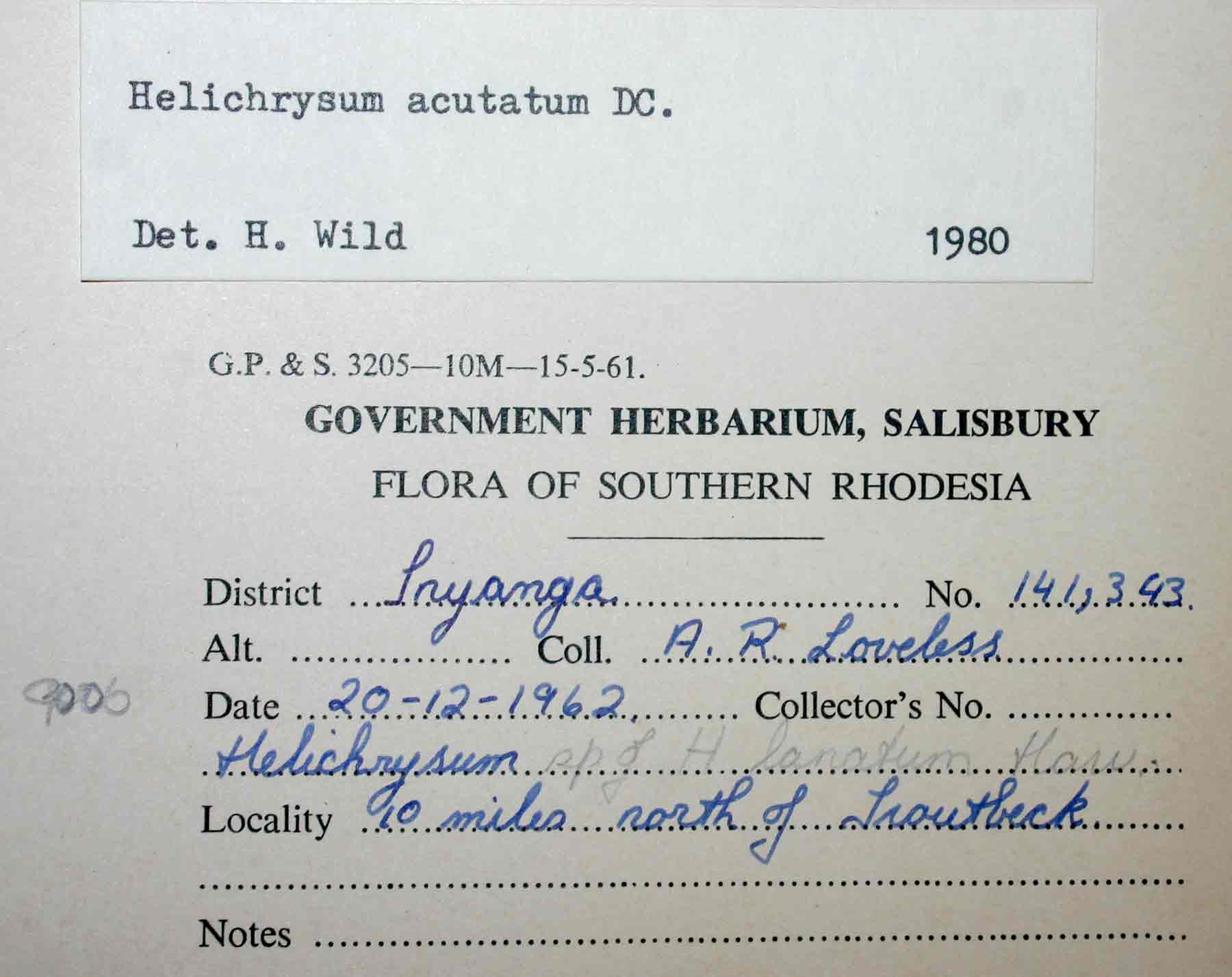 Helichrysum acutatum