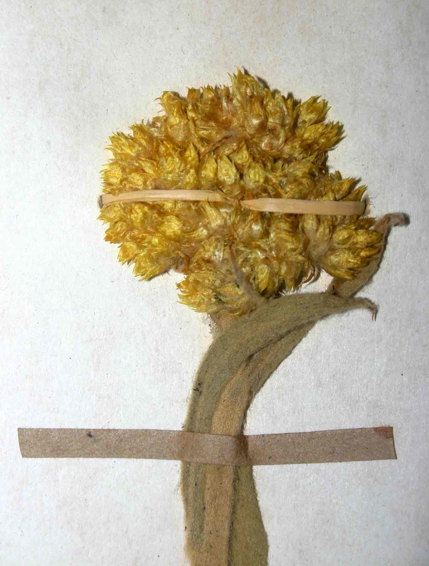 Helichrysum acutatum