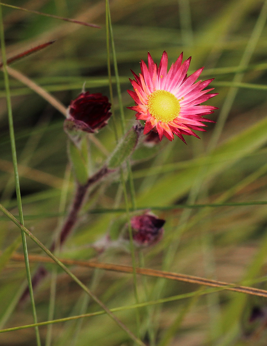 Helichrysum adenocarpum subsp. adenocarpum