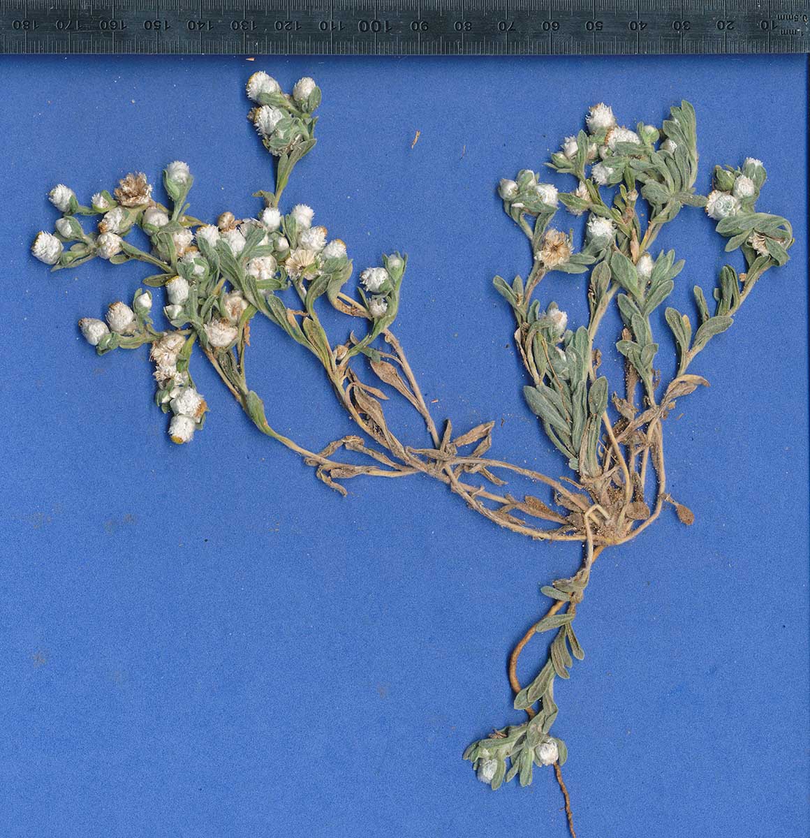 Helichrysum argyrosphaerum