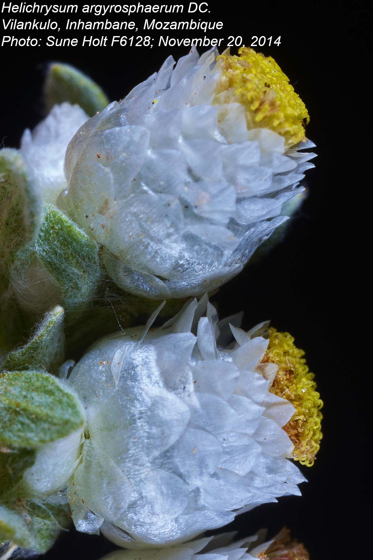 Helichrysum argyrosphaerum