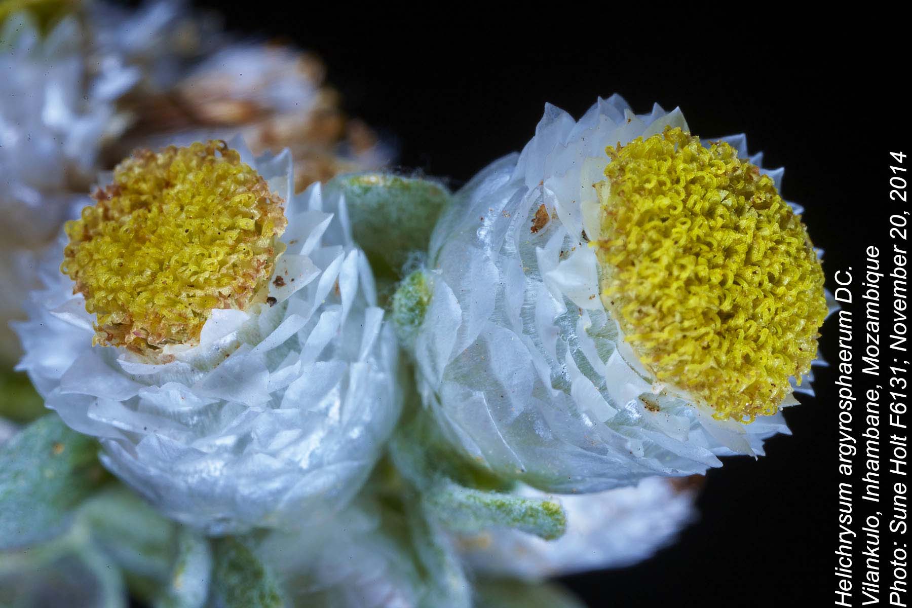 Helichrysum argyrosphaerum