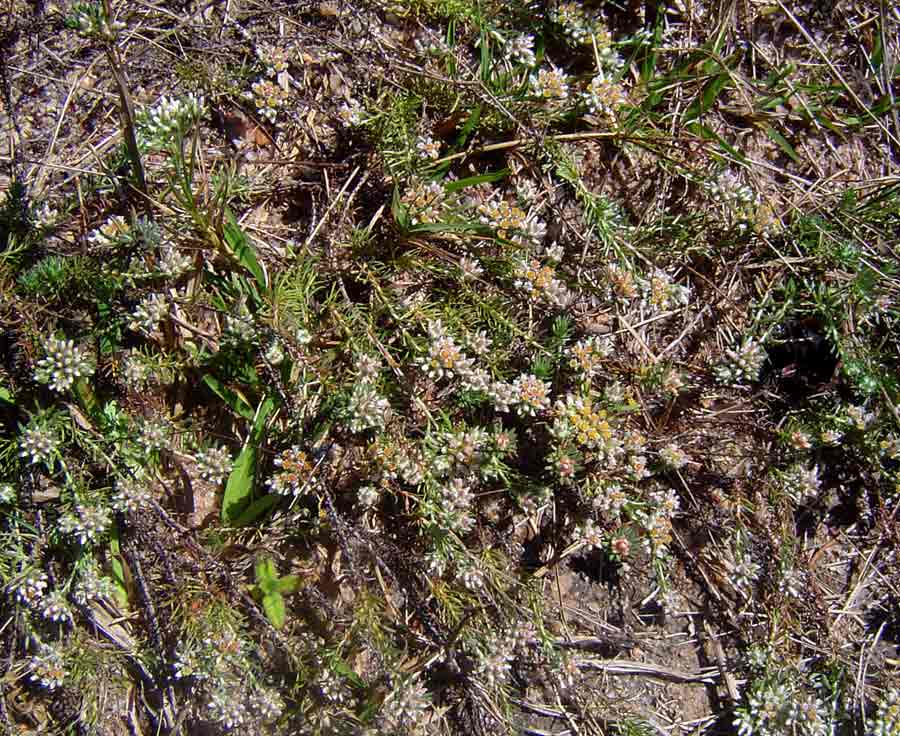Helichrysum asperum