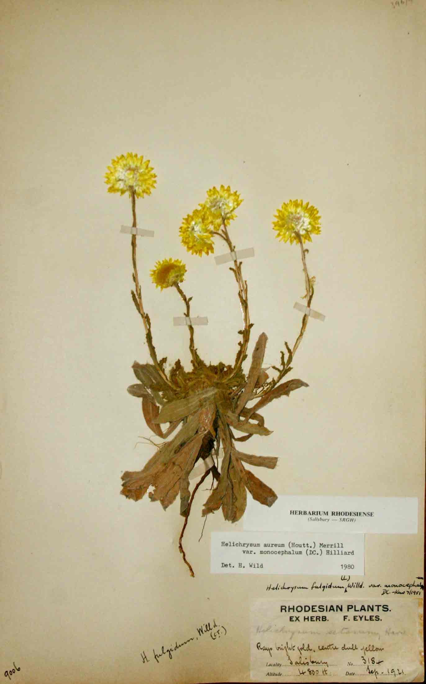 Helichrysum aureum var. monocephalum