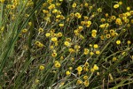 Helichrysum buchananii