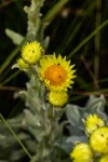 Helichrysum buchananii