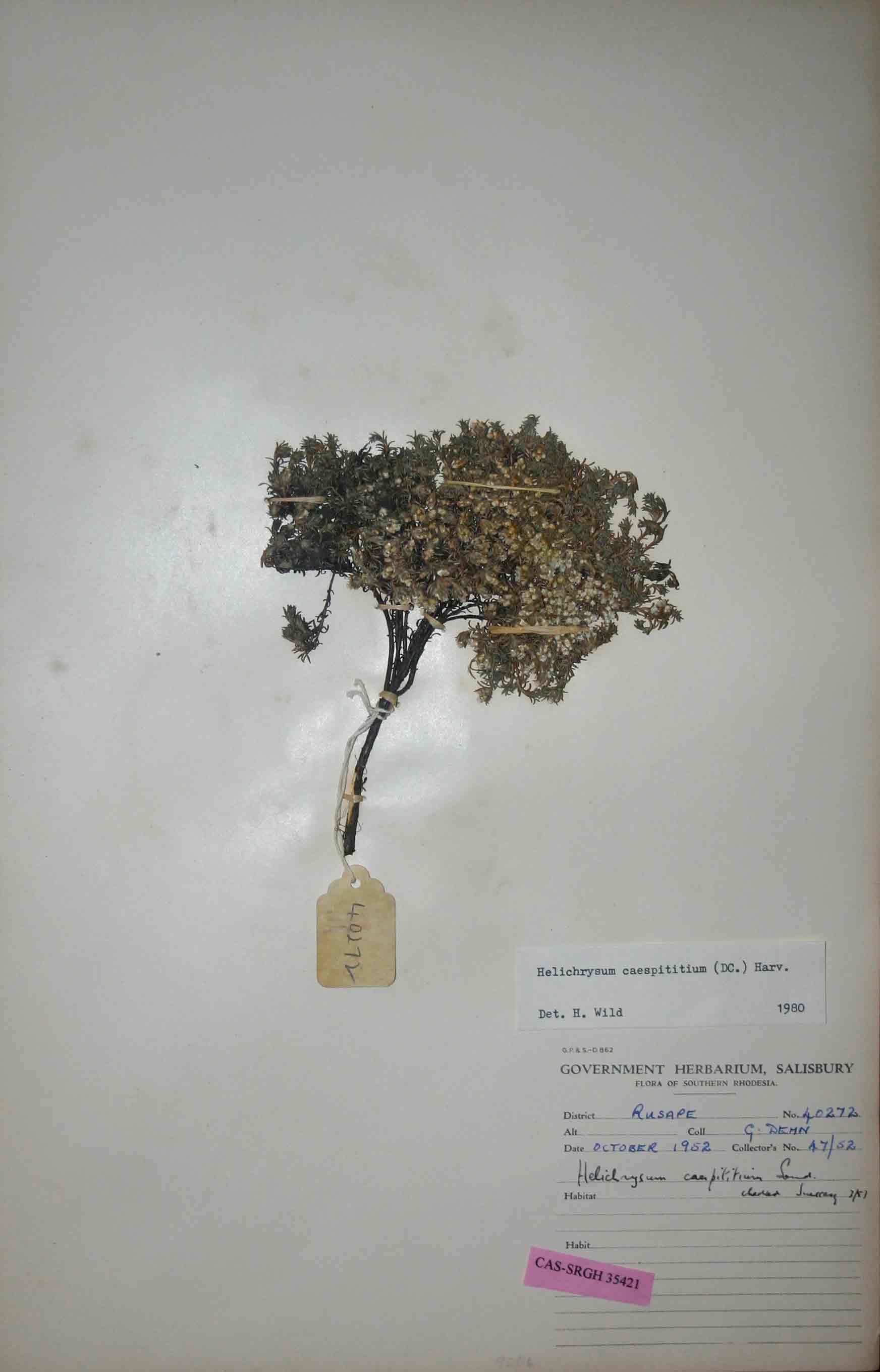 Helichrysum caespititium