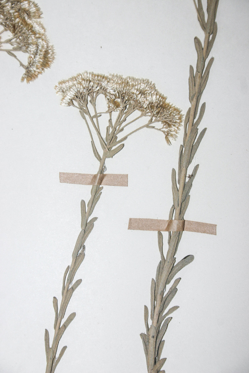 Helichrysum callicomum