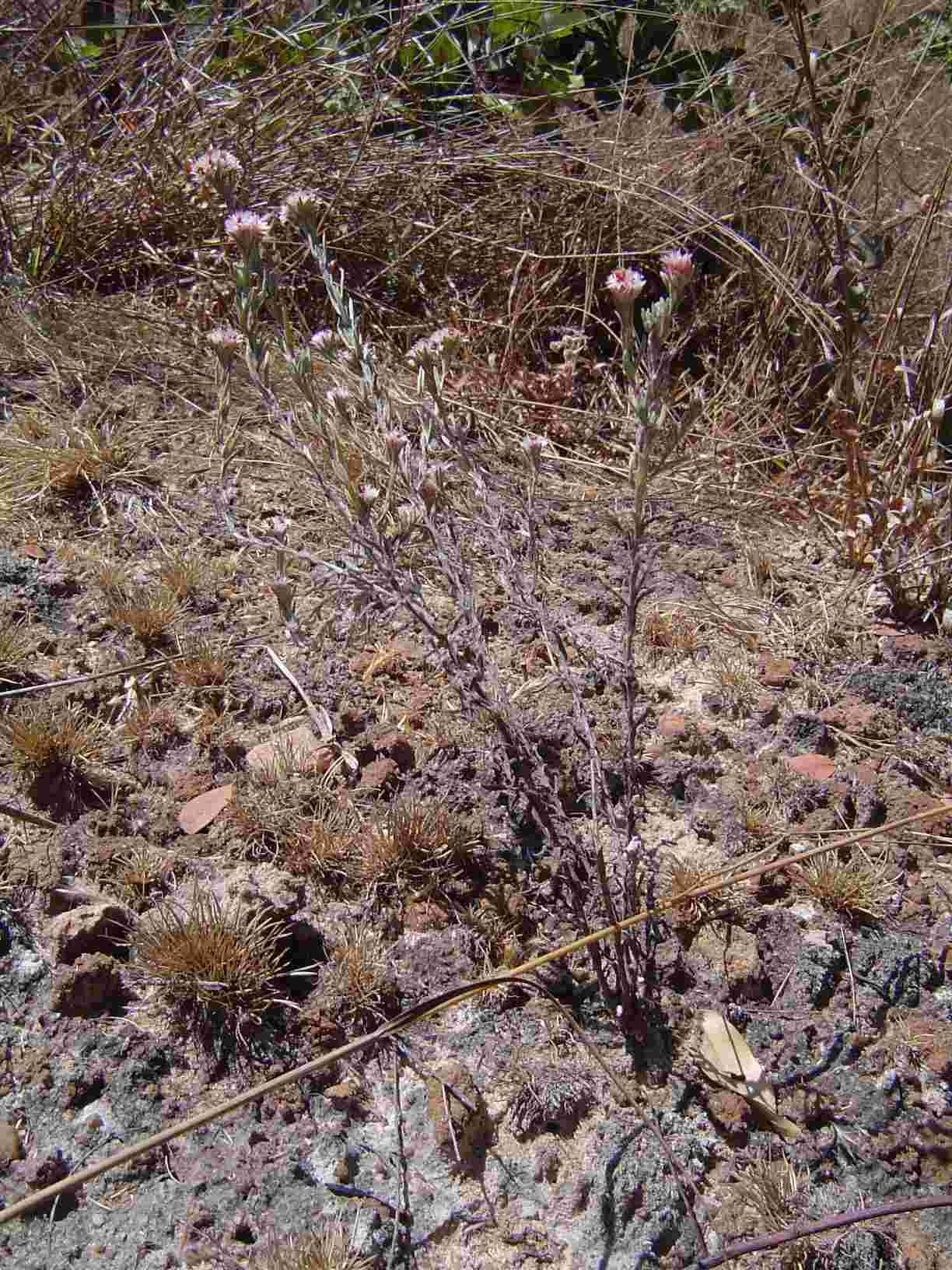 Helichrysum candolleanum