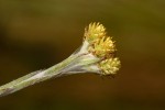 Helichrysum cephaloideum