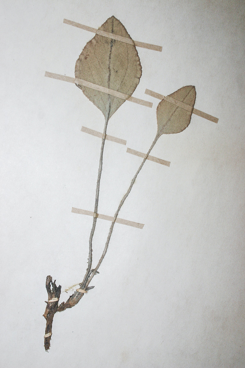 Helichrysum mechowianum var. ceres