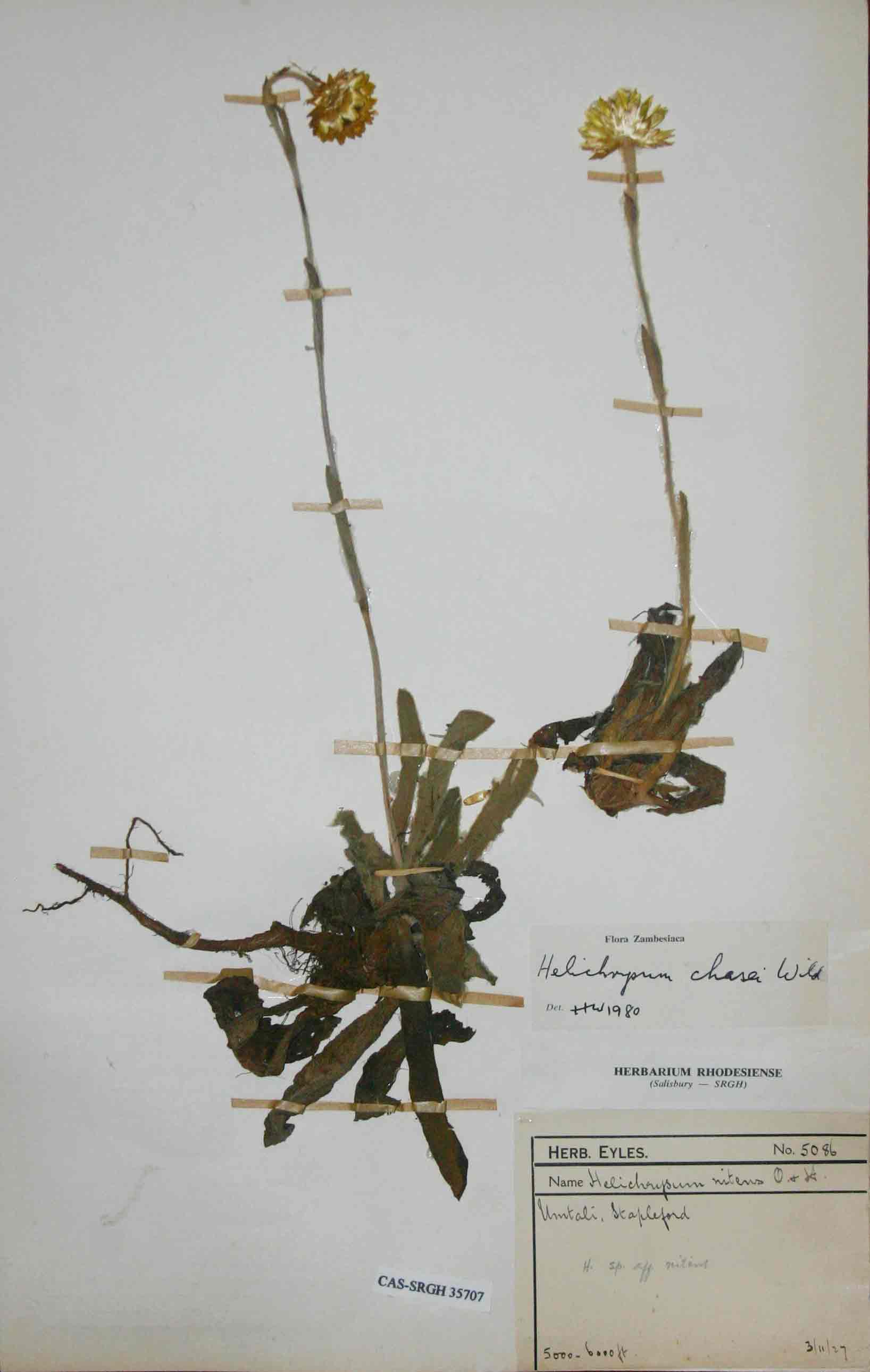 Helichrysum chasei