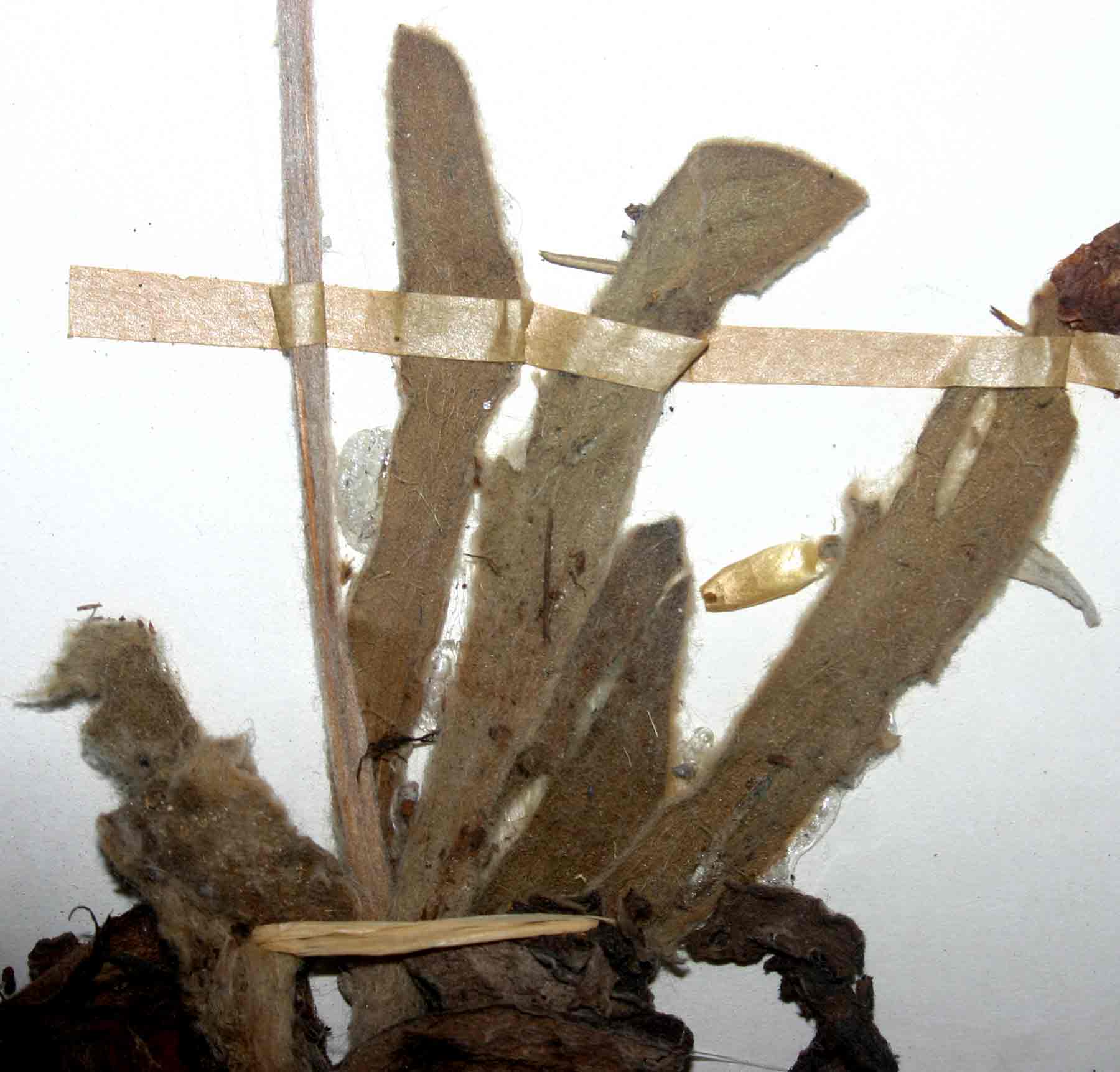 Helichrysum chasei